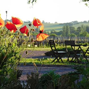 Dining Table and Flowers